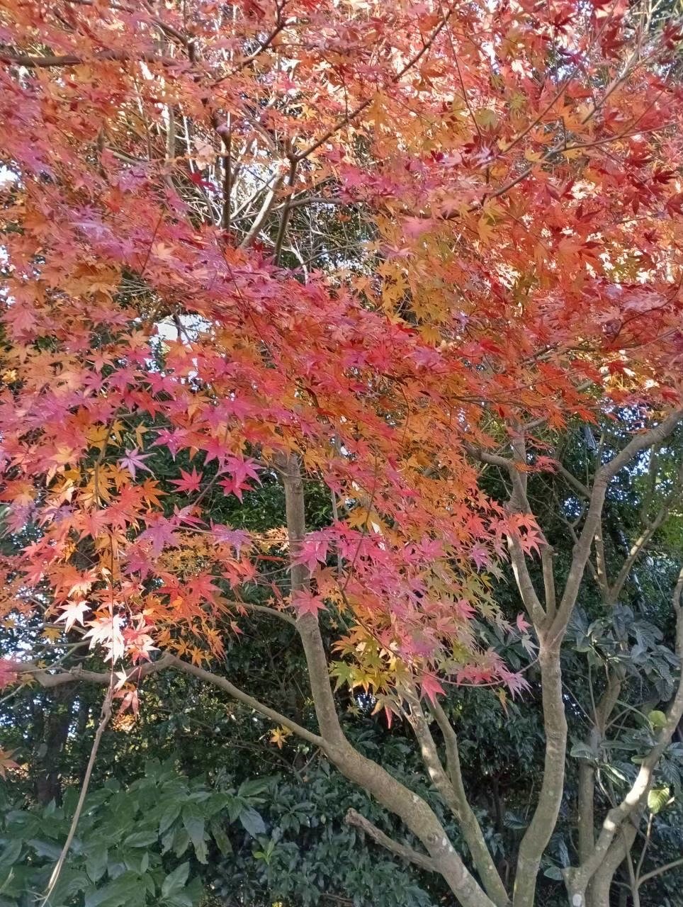 境内の紅葉