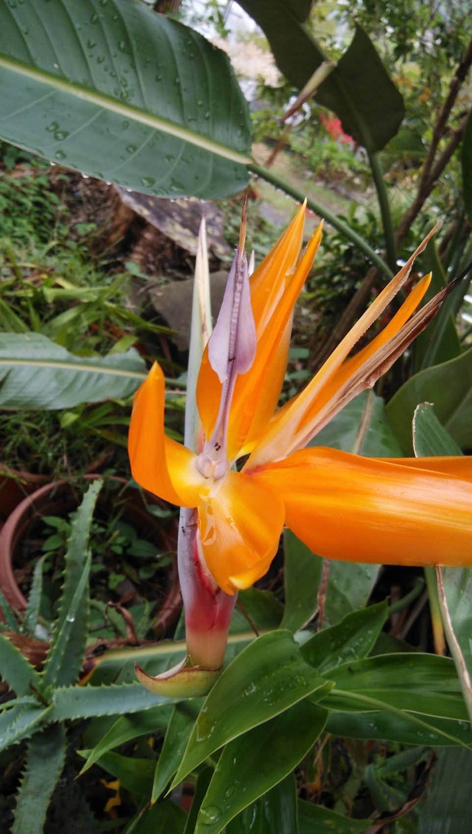 境内に咲くオレンジ色の花
