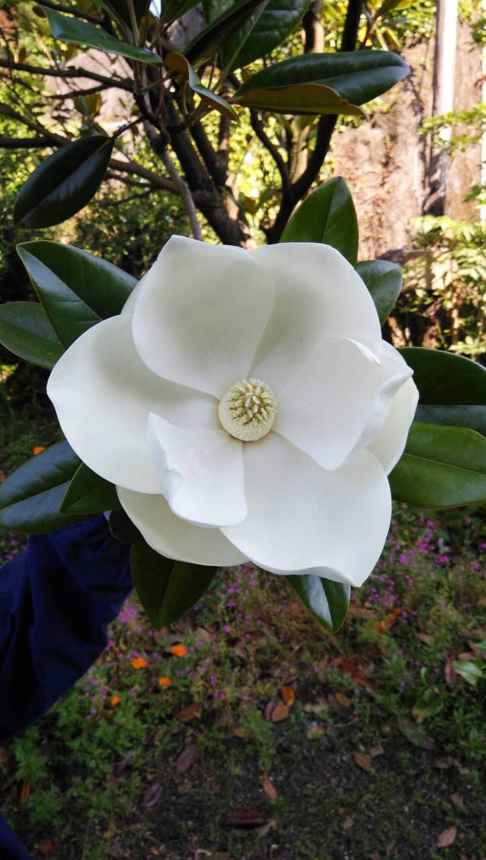 境内に咲く白い大きな花