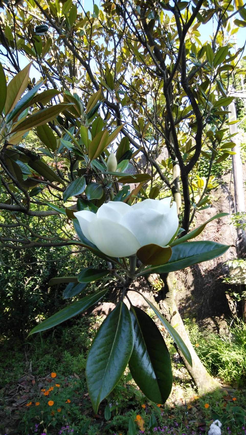 境内に咲く白い大きな花と木