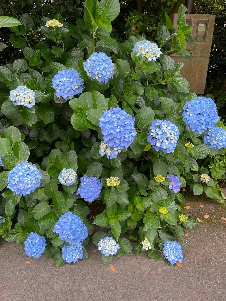 境内に咲く紫陽花