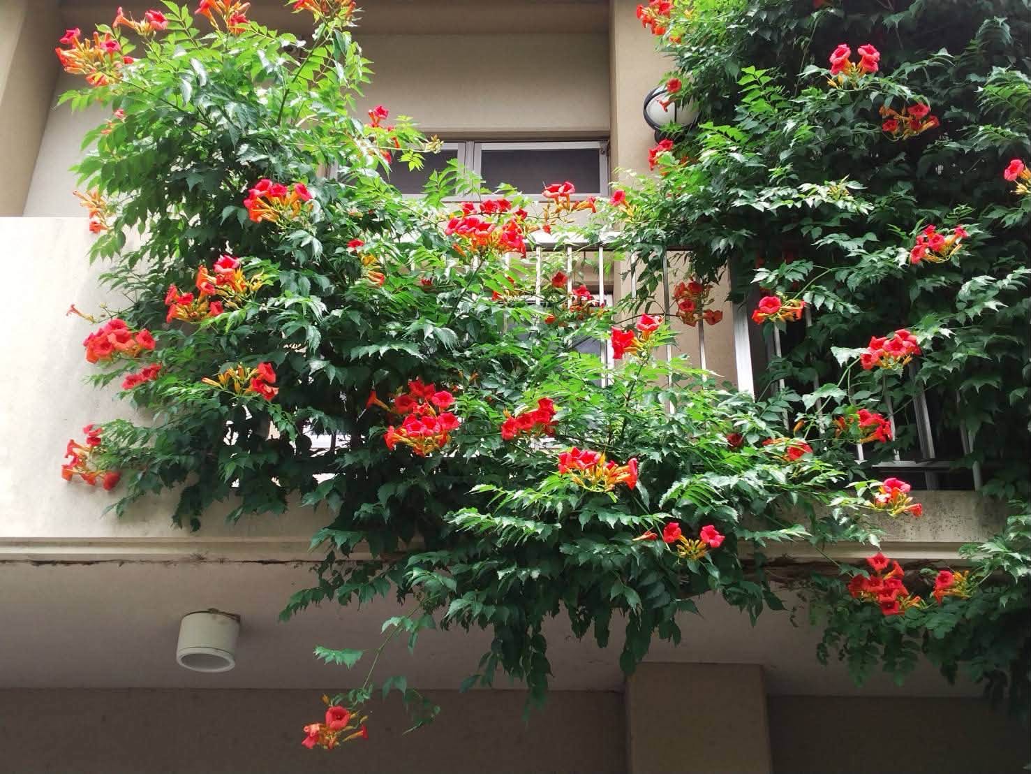 境内の建物いっぱいに咲く赤い花