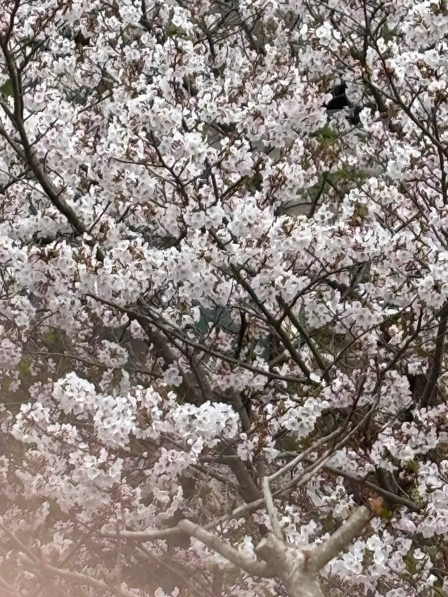 境内に咲く桜