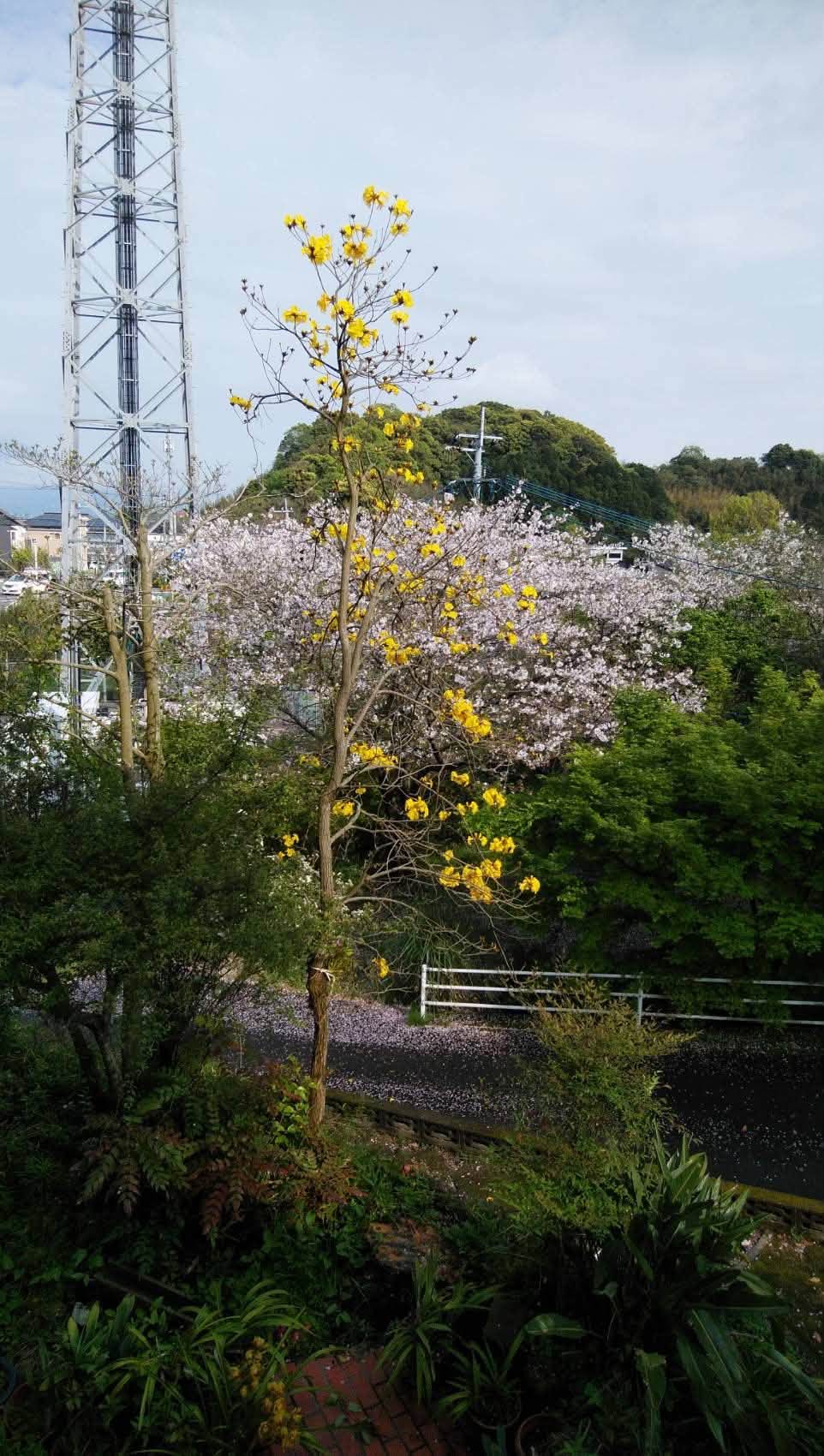 境内に咲く桜と黄色い花の木