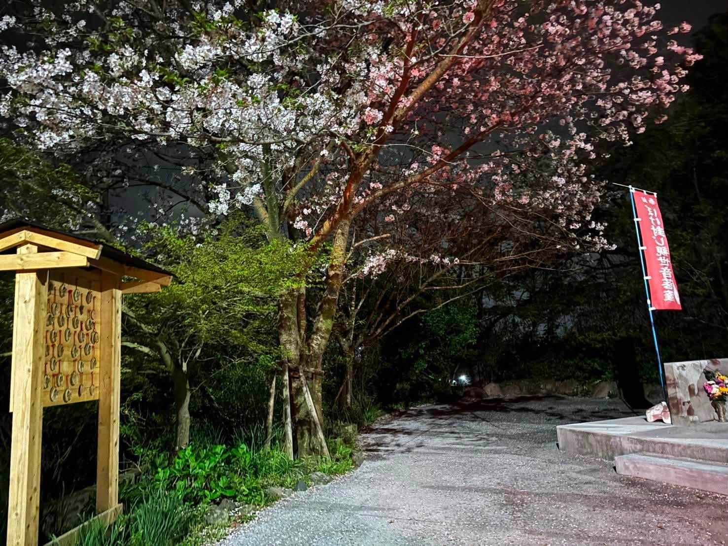 境内の参道に咲く桜