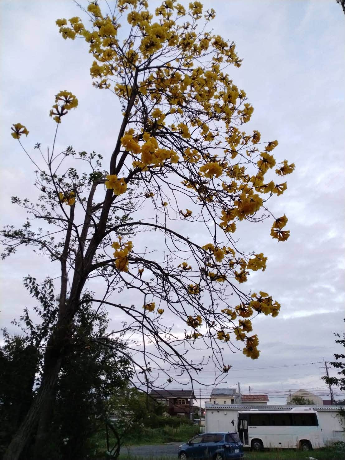 境内に咲く黄色い花の木