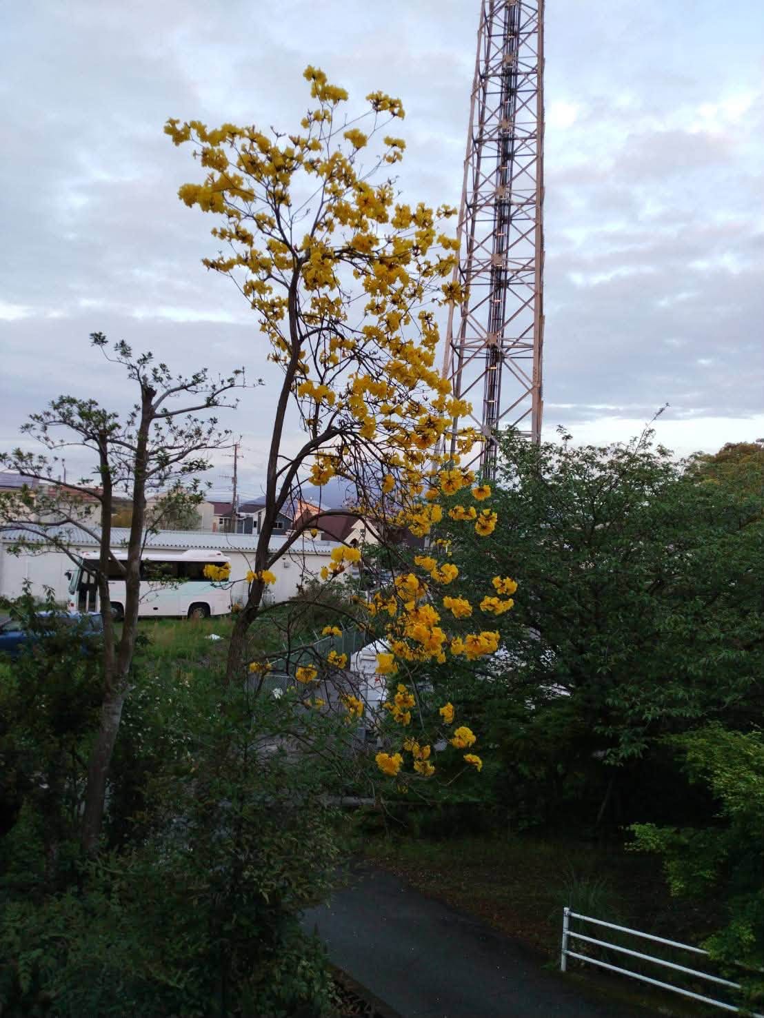 参道から見た黄色い花の木