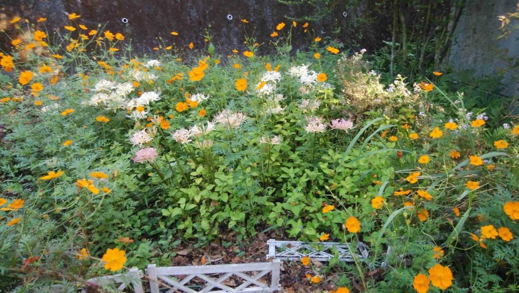 境内のコスモスの花壇