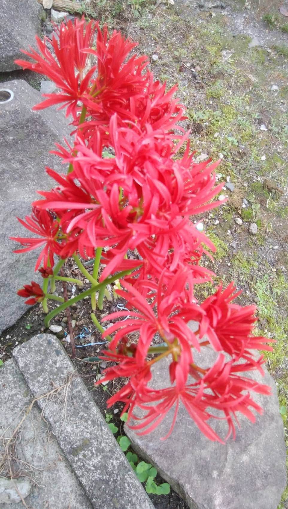 境内に咲く赤い彼岸花