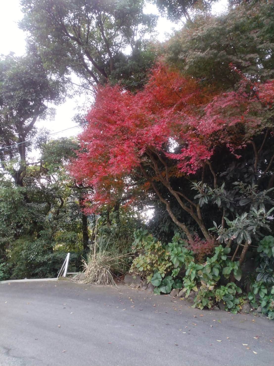 境内の紅葉