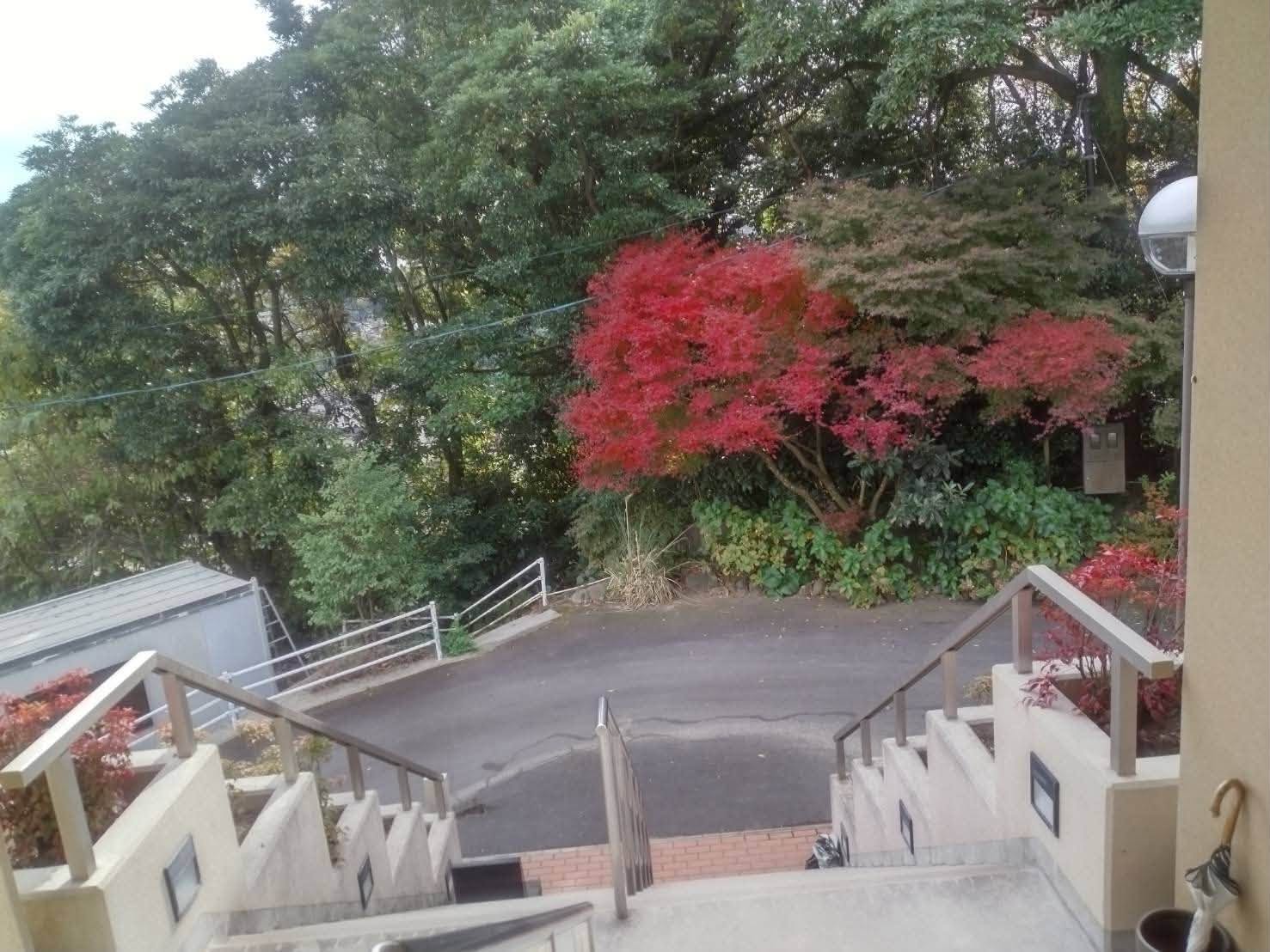 境内の紅葉と階段